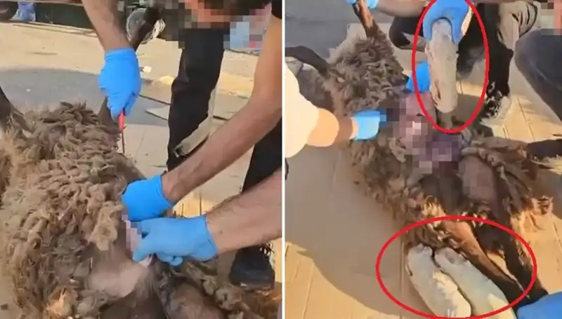 Zehir Tacirlerinin Şok Edici Yeni Taktikleri: Ölü Koyunun Karnından Çıkanların Sırrı